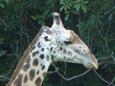 A08 Girafe.JPG